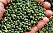 lentils