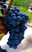 grappe