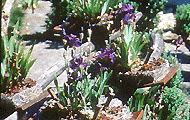 iris