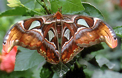 Types of Butterflies, Butterfly Types