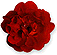 Old roses