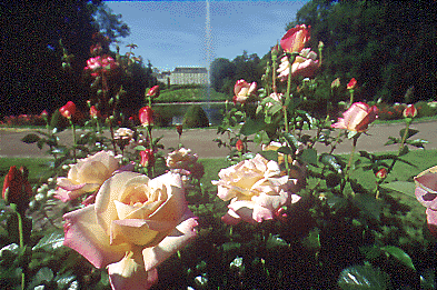 rose