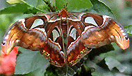 papillon